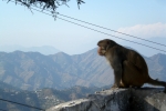 Monkey in the Mountains at Shimla